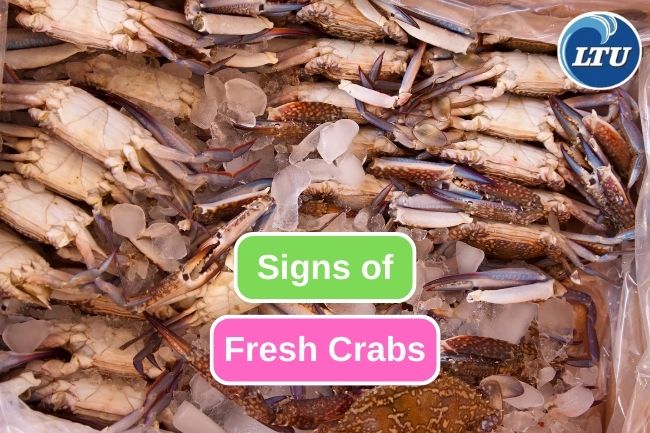 9 Signs of Crab That Are Still Very Fresh